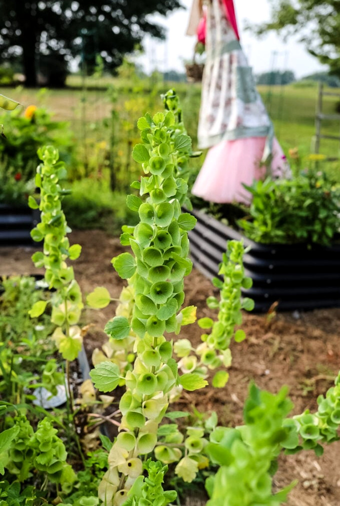 bells of ireland blossom