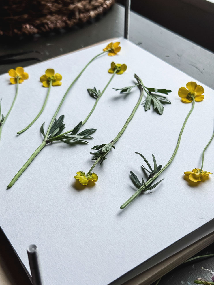 yellow wildflowers in flower press