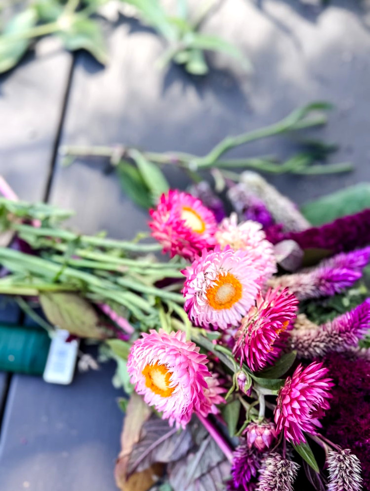 bright pink strawflowers