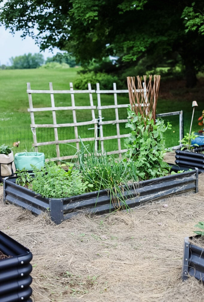 raised bed with vegatbles and trellsi