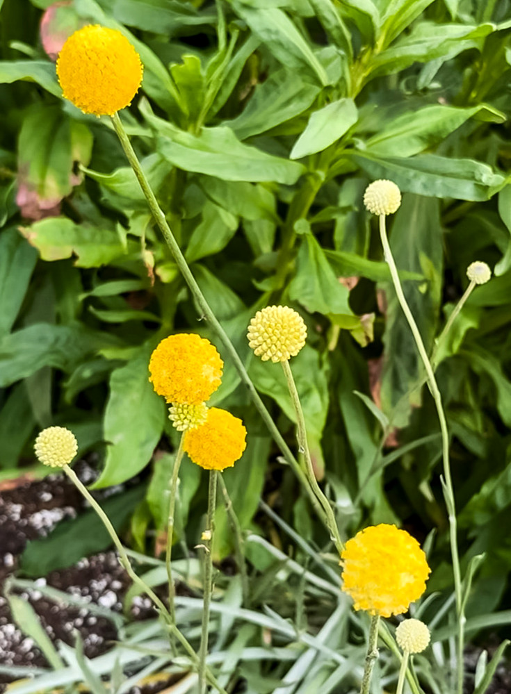 yellow billy button flowers
