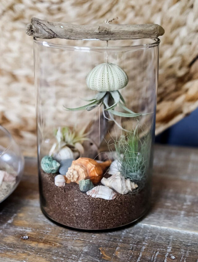 sea urchin air plant jellyfish