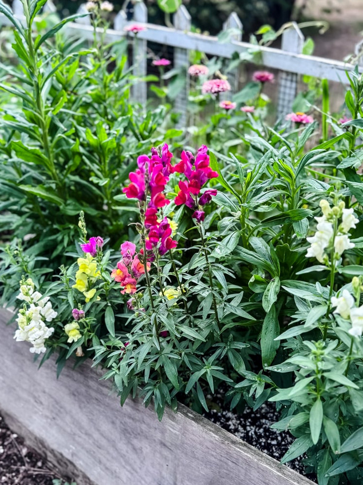 garden bed with flowering snapdragons