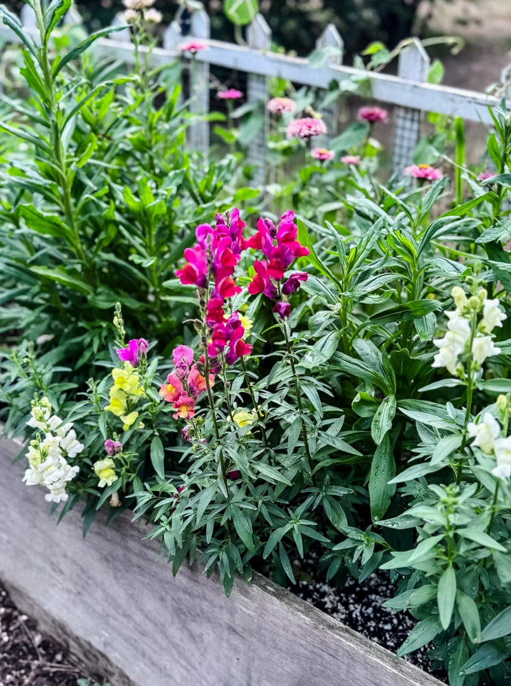 garden bed with flowering snapdragons
