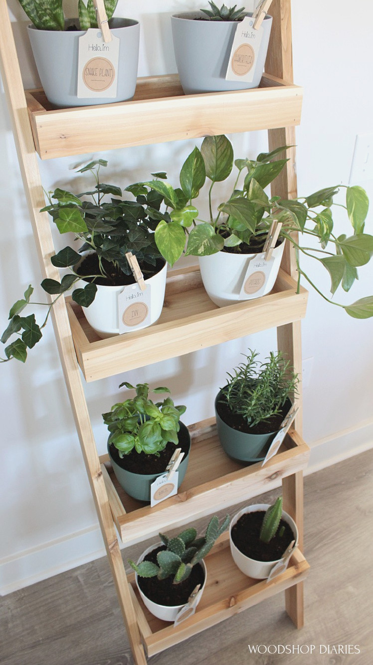 DIY ladder shelf for plants