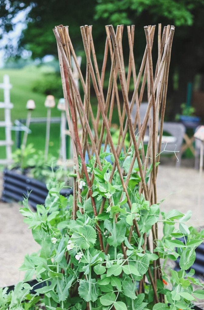 snow peas on a willow trellis