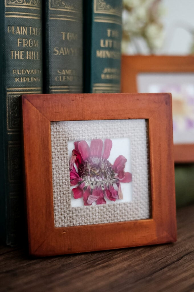 framed pressed zinnia