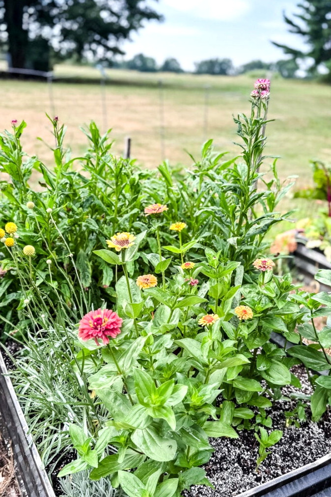 flowering garden raised bed