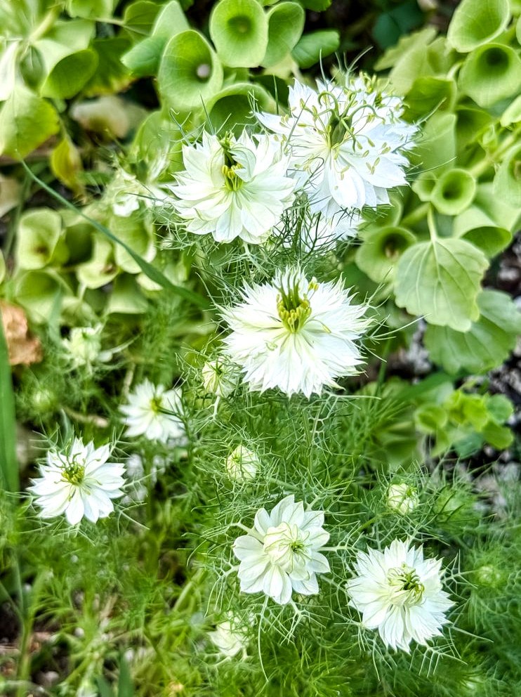 white love in a mist flowers