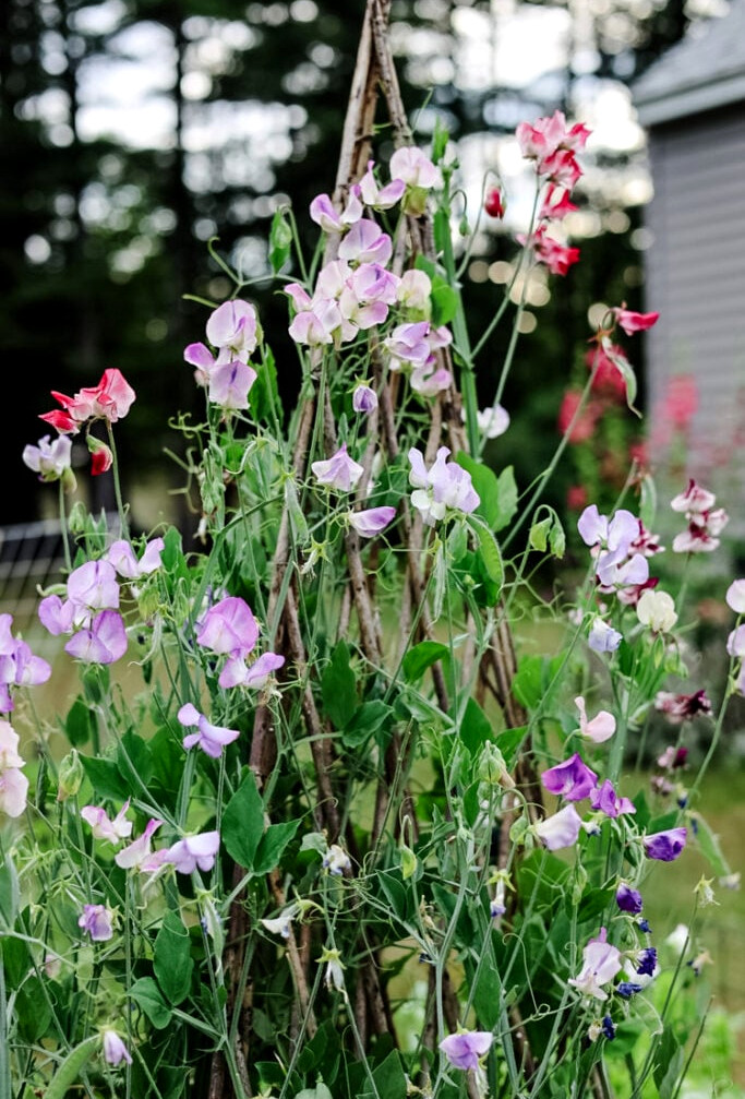 sweet peas flowering