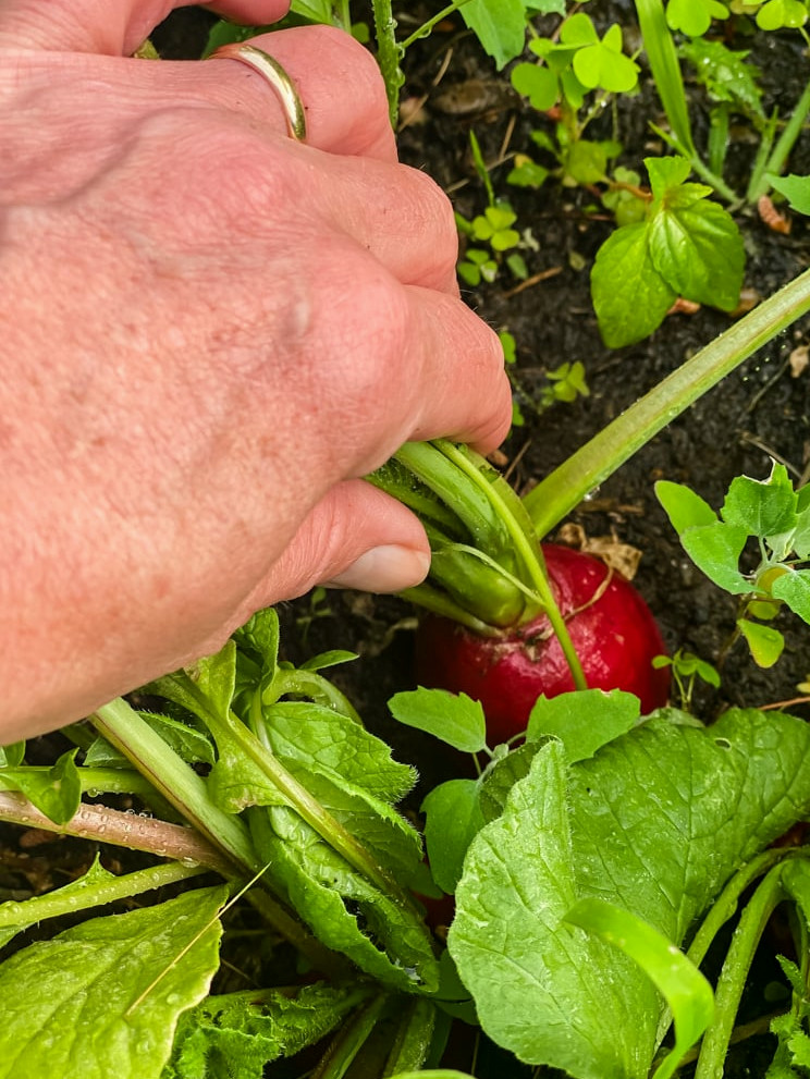harvesting a radish from the ground