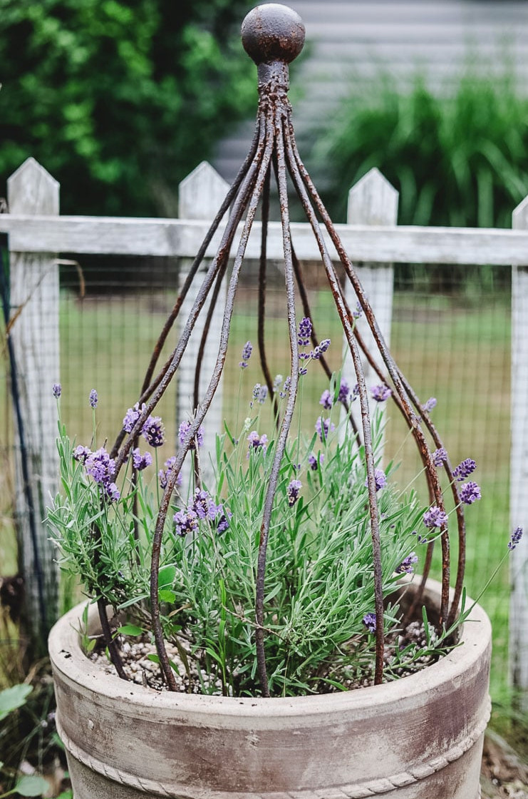 lavender in a pot with topiary