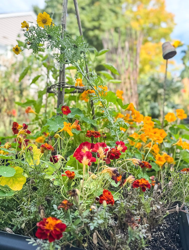 nasturtiums in bloom