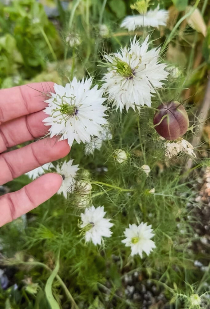 white nigella blossom