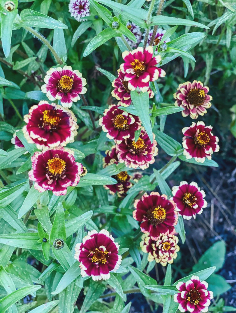 red zinnias in a graden