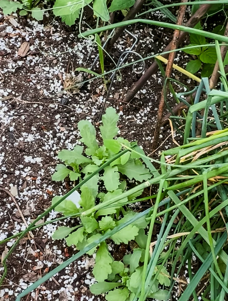 poppies coming up in a garden bed