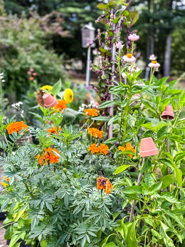 marigolds in a garden bed