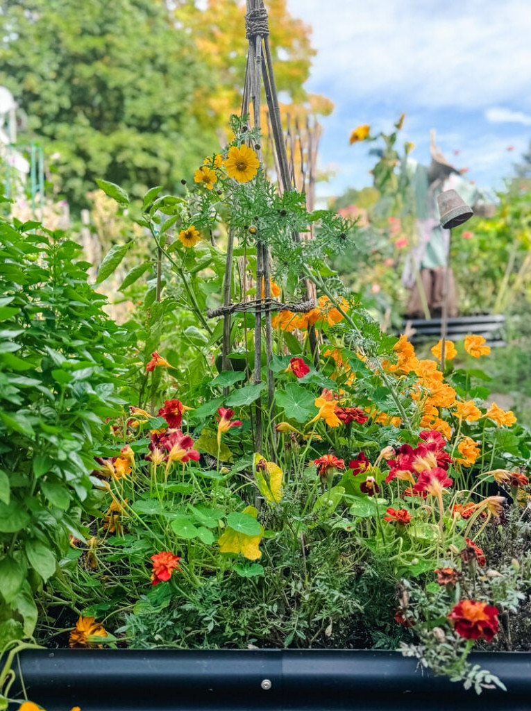 a raised bed with trellis and flowering nasturtiums