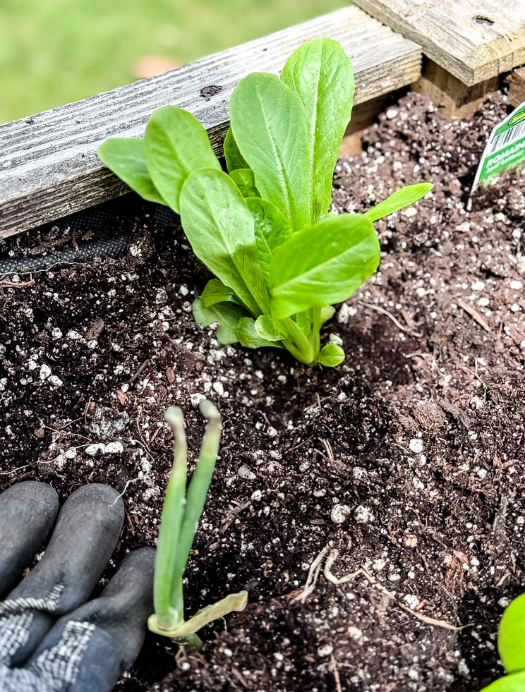 romaine lettuce in garden bed