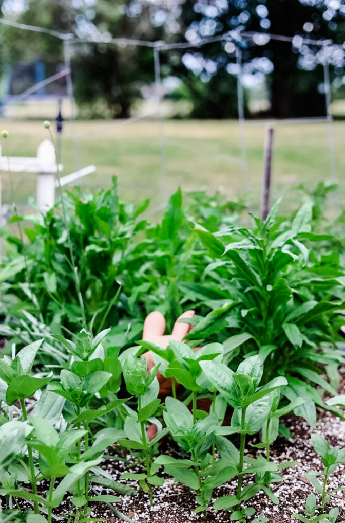 green plants in a garden bed with a terracotta bunny statue