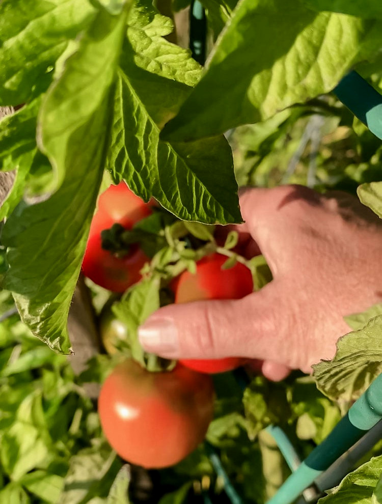 picking tomatoes from vine