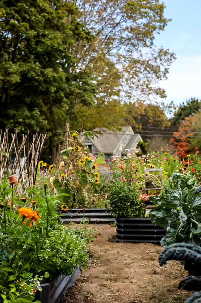 view of a garden with raised garden beds