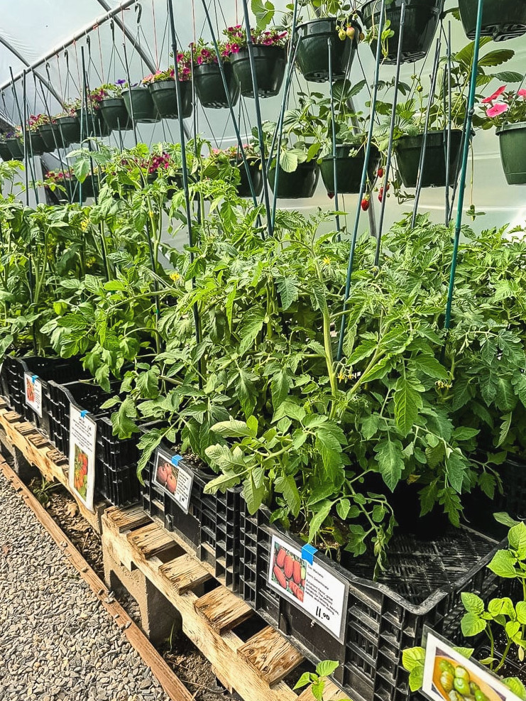 Heirloom vegetable starts at Wake Robin Farm in Stratham NH