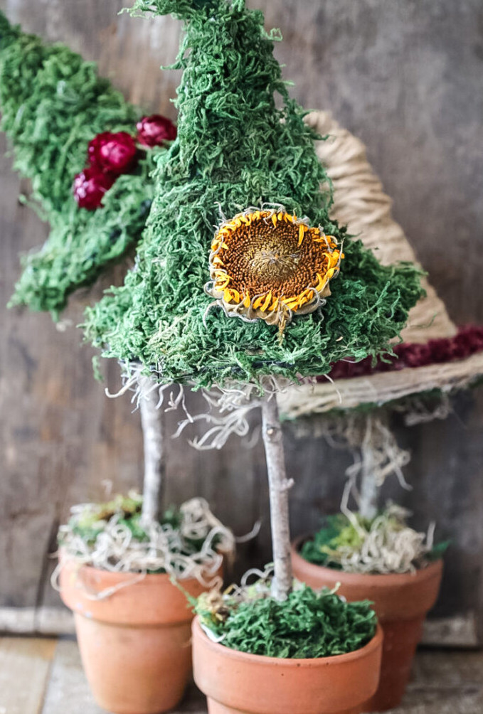 witch hat shaped topiaries