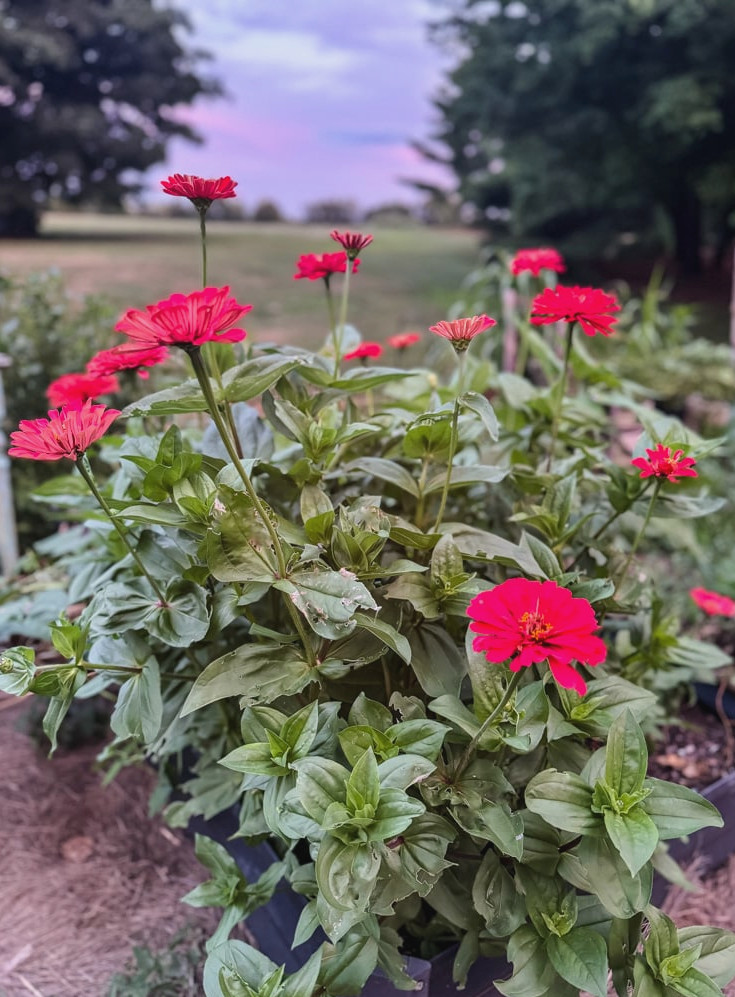 a garden bed with red blooming zinnias at sunset