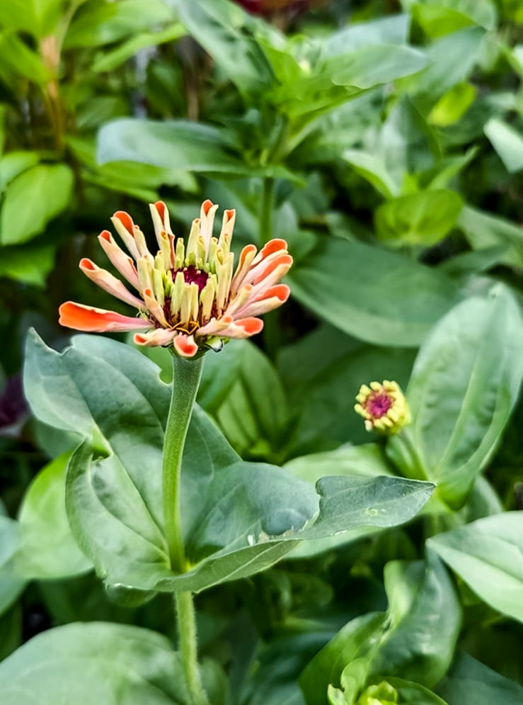 a zinnia flower emerging