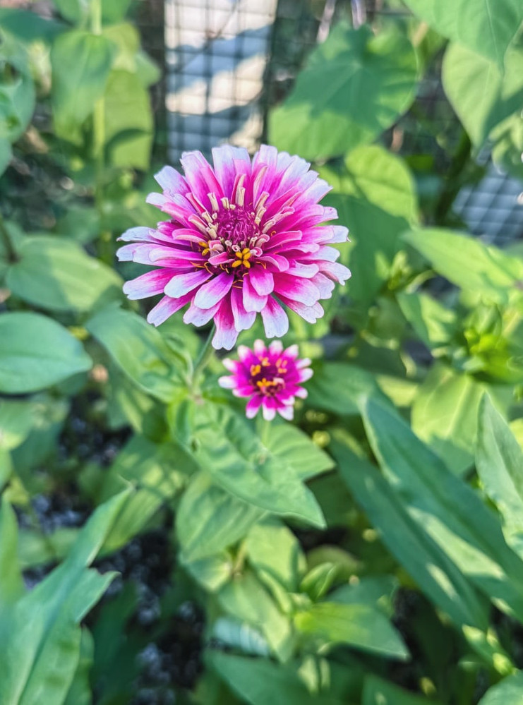 mazurkia zinnia