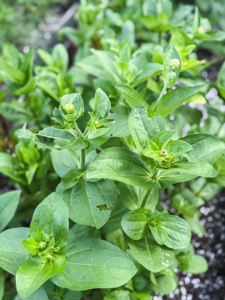 zinnia plants without flowers