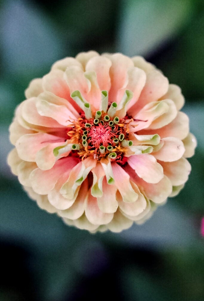 zinnia queeny orange