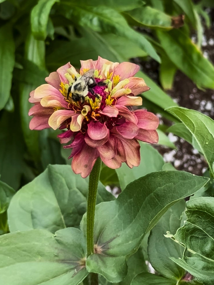 zinnia with bee on it