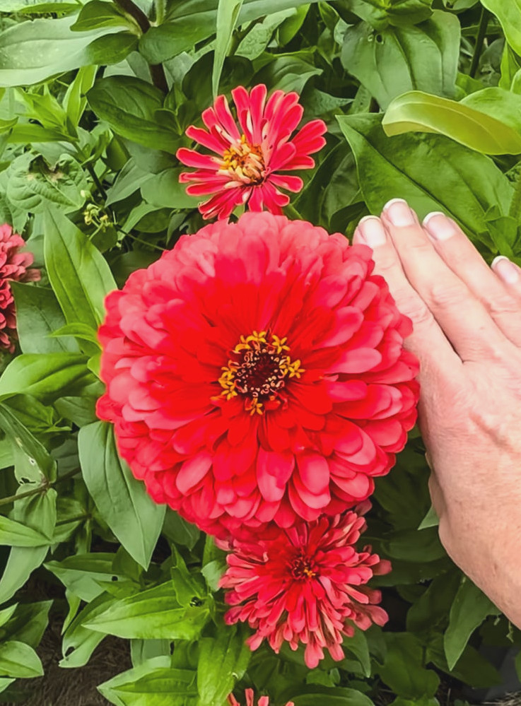 a large zinnia and a hand to show the flowers size
