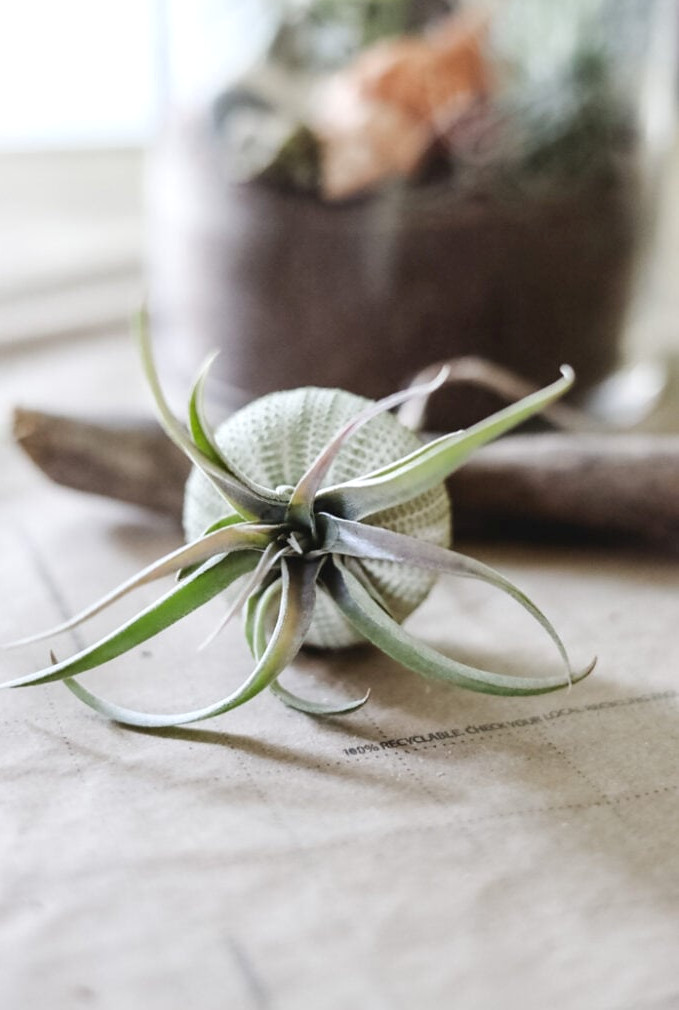 making an air plant jellyfish