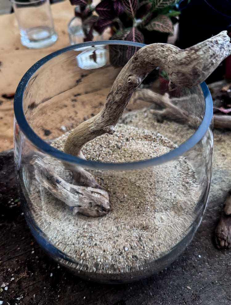 driftwood inside terrarium