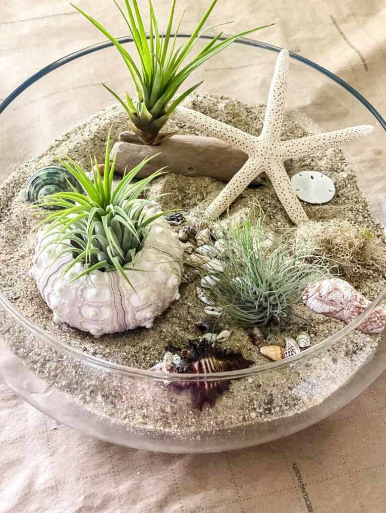 air plant terrarium with seashells