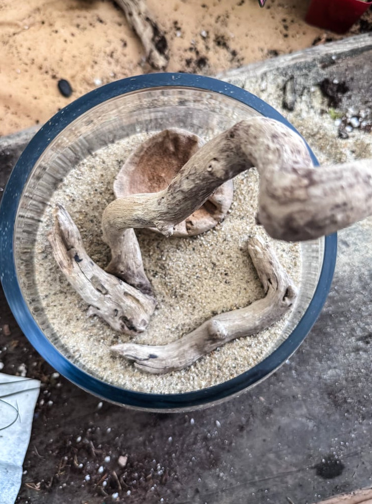 top view of driftwood inside a terrarium