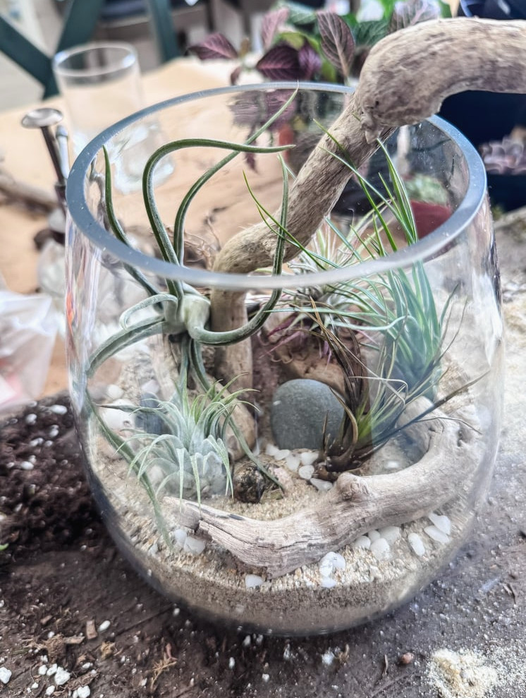 completed air plant terrarium