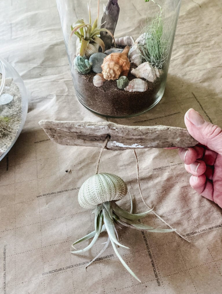 air plant jellyfish for a terrarium