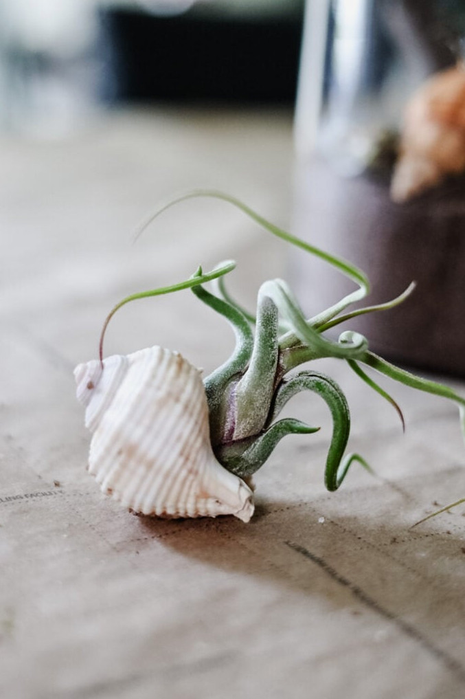 seashell with an air plant in it