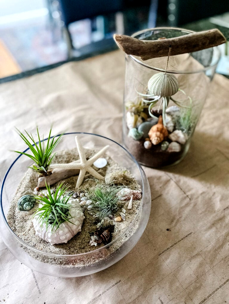 2 air plant terrariums