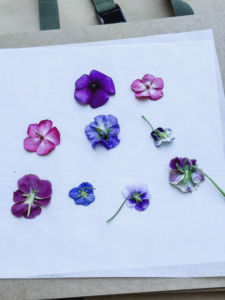 flowers going into a flower press