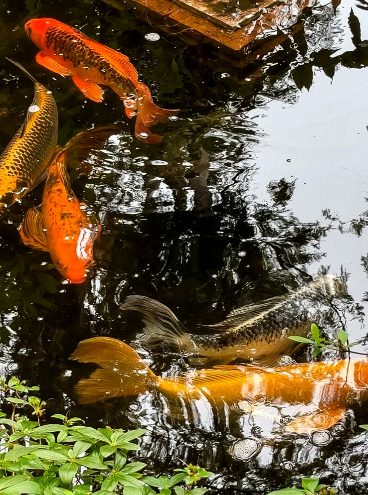 koi fish swimming