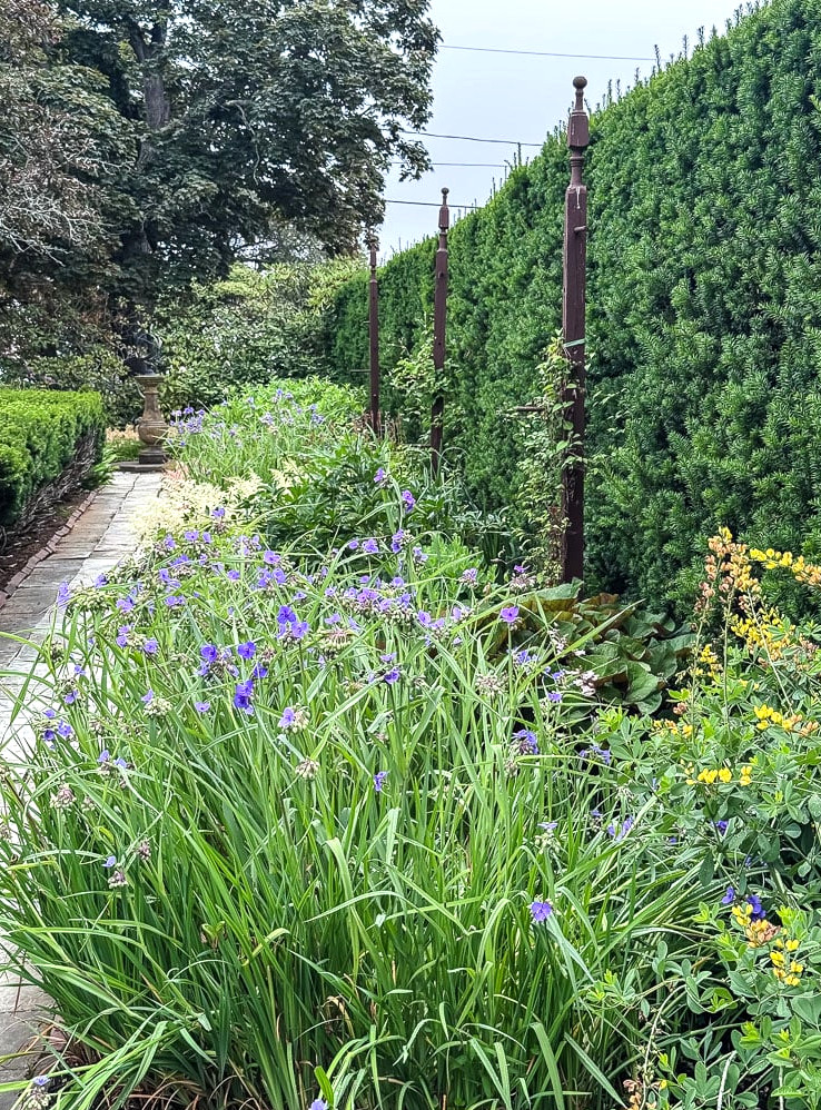 perennial border beside a row of tall hedges