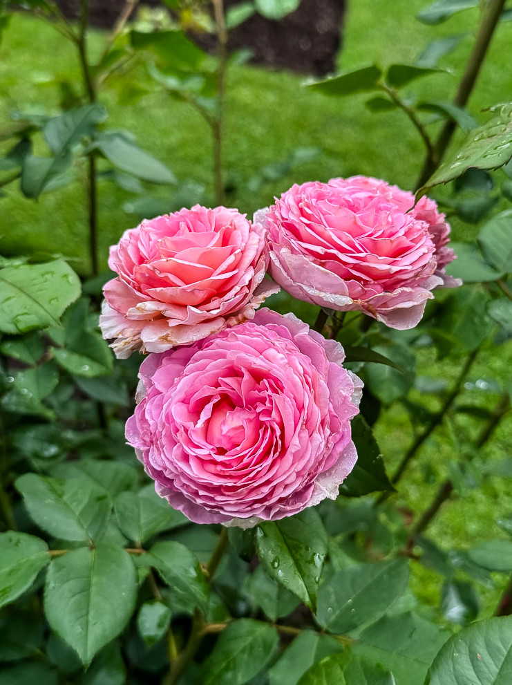 pink roses