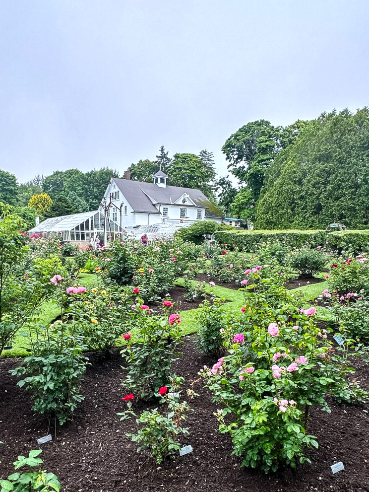 fuller garden roses in bloom