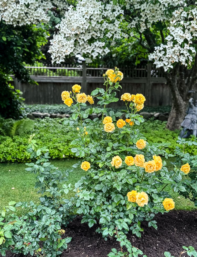 yellow rose in frontn of a dogwood tree