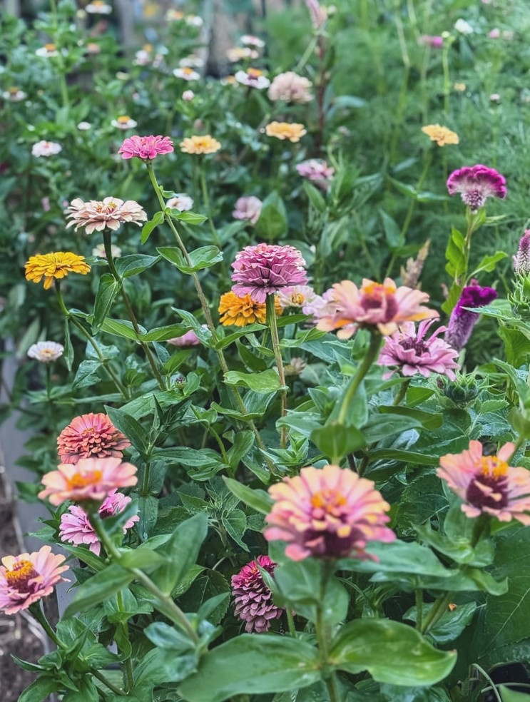 zinnias flowering